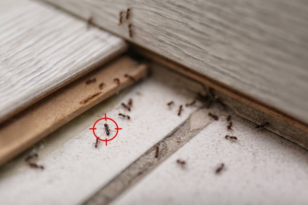 Best Termite Inspection and Treatment  in Avodo Heights, CA